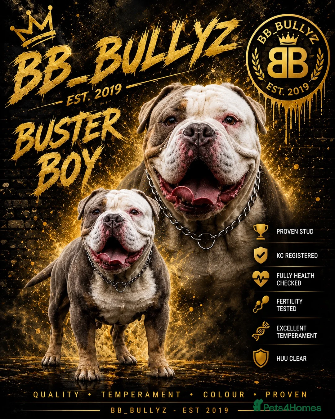 Olde English Bulldogge dogs for stud: BB_BULLYZ Buster Boy - Available for stud  - Advert 1