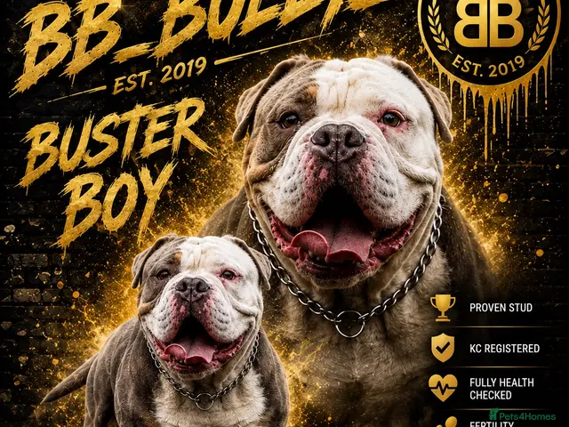 Olde English Bulldogge dogs for stud: BB_BULLYZ Buster Boy - Available for stud - Advert 1