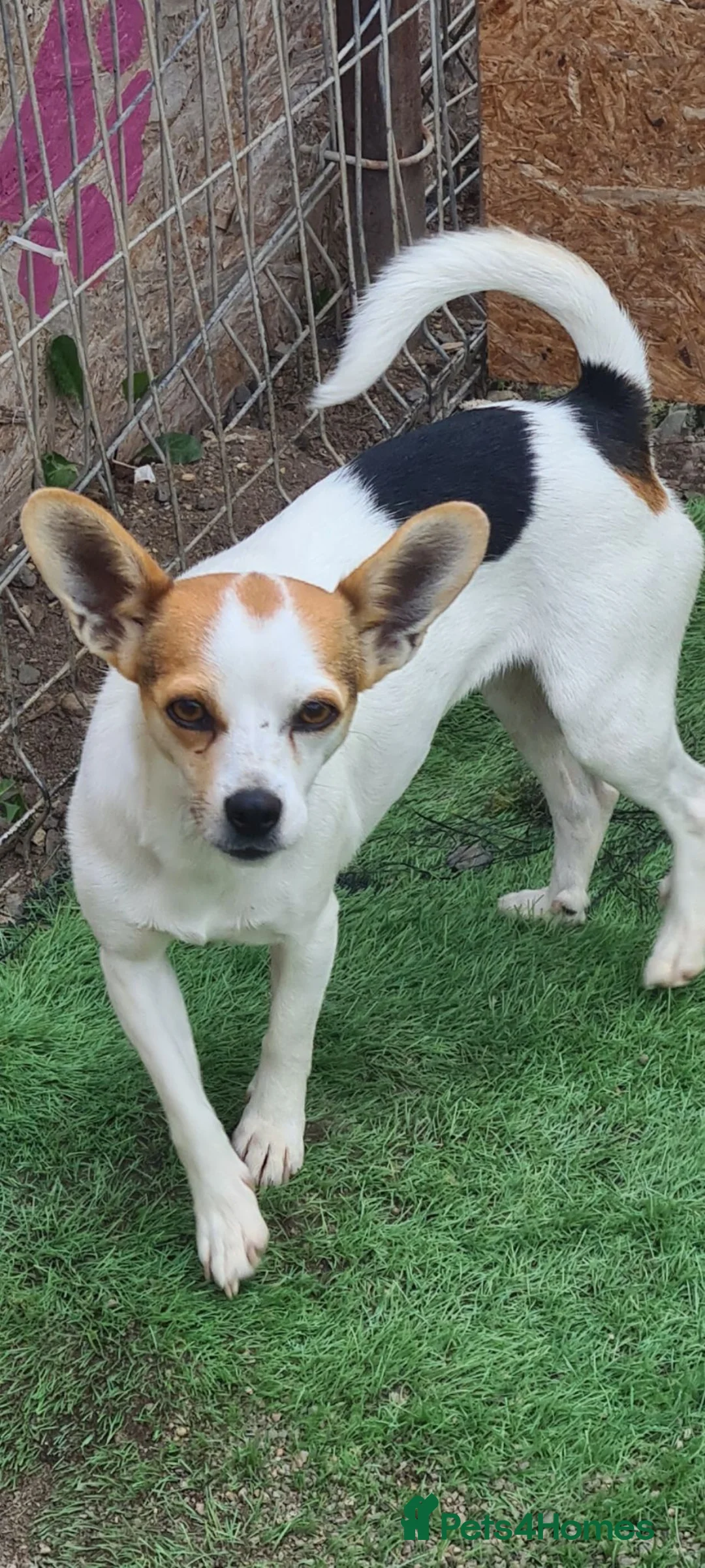 Mixed Breed dogs for adoption: Truffle (not a beagle!) Chi mix 6kg - Advert 4