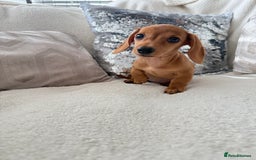 Miniature Dachshund dogs for sale: Miniature red dachshunds - Image 9