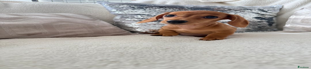 Miniature Dachshund Puppy 3