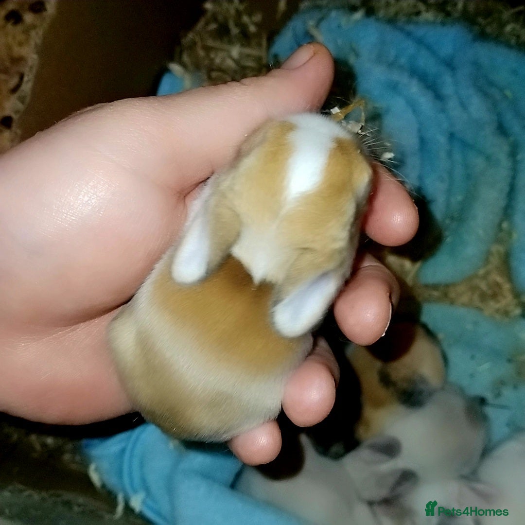 Mini Lion Lop rabbits for sale: Mini lop merl female rabbit  - Advert 6