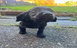 Cocker Spaniel dogs for sale: REDUCED KC Cocker Spaniel Boy £700 - Image 2