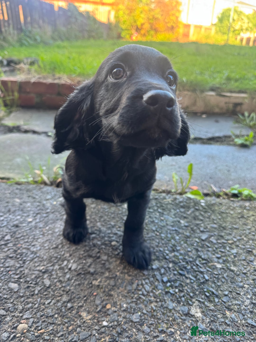Cocker Spaniel dogs for sale: REDUCED KC Cocker Spaniel Boy £700 - Image 2