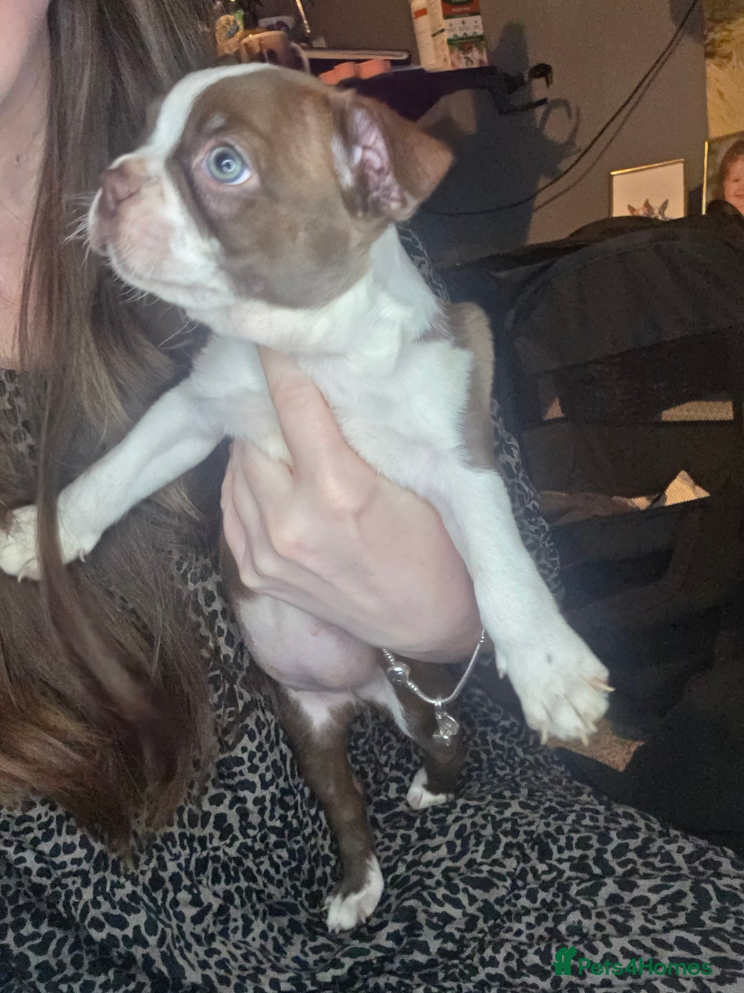 Boston Terrier dogs for sale: Blossom's Beautiful Bostons - Advert 10