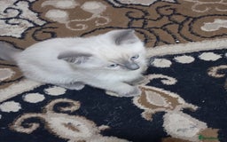 Ragdoll cats for sale: Warwick house central avenue M192ff - Image 9