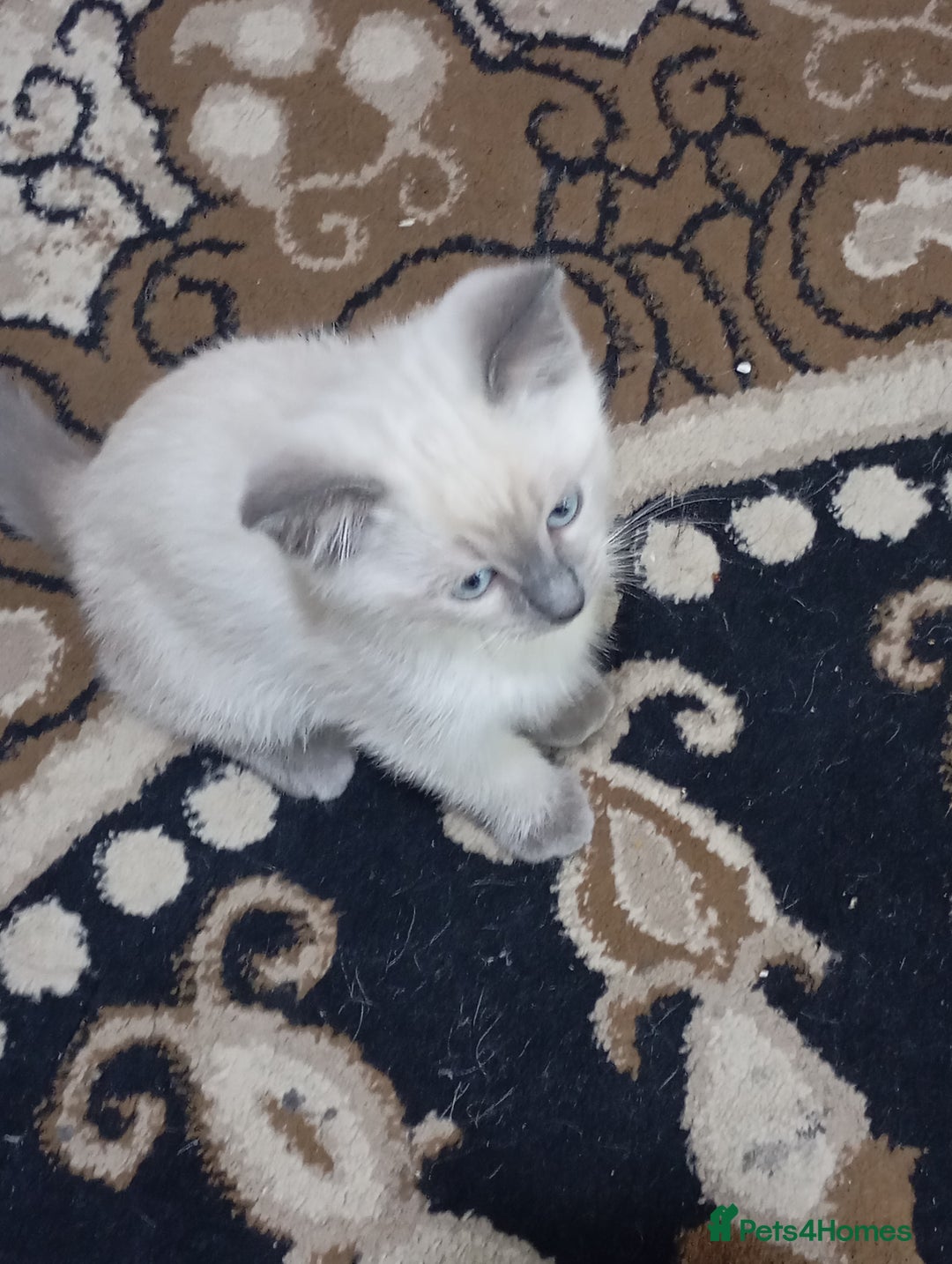 Ragdoll cats for sale: Warwick house central avenue M192ff - Image 9