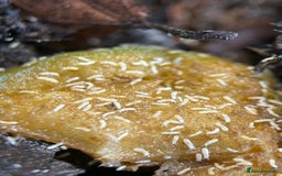 Mixed Breed invertebrates for sale: Isopods, Millipedes & Springtails - Image 18