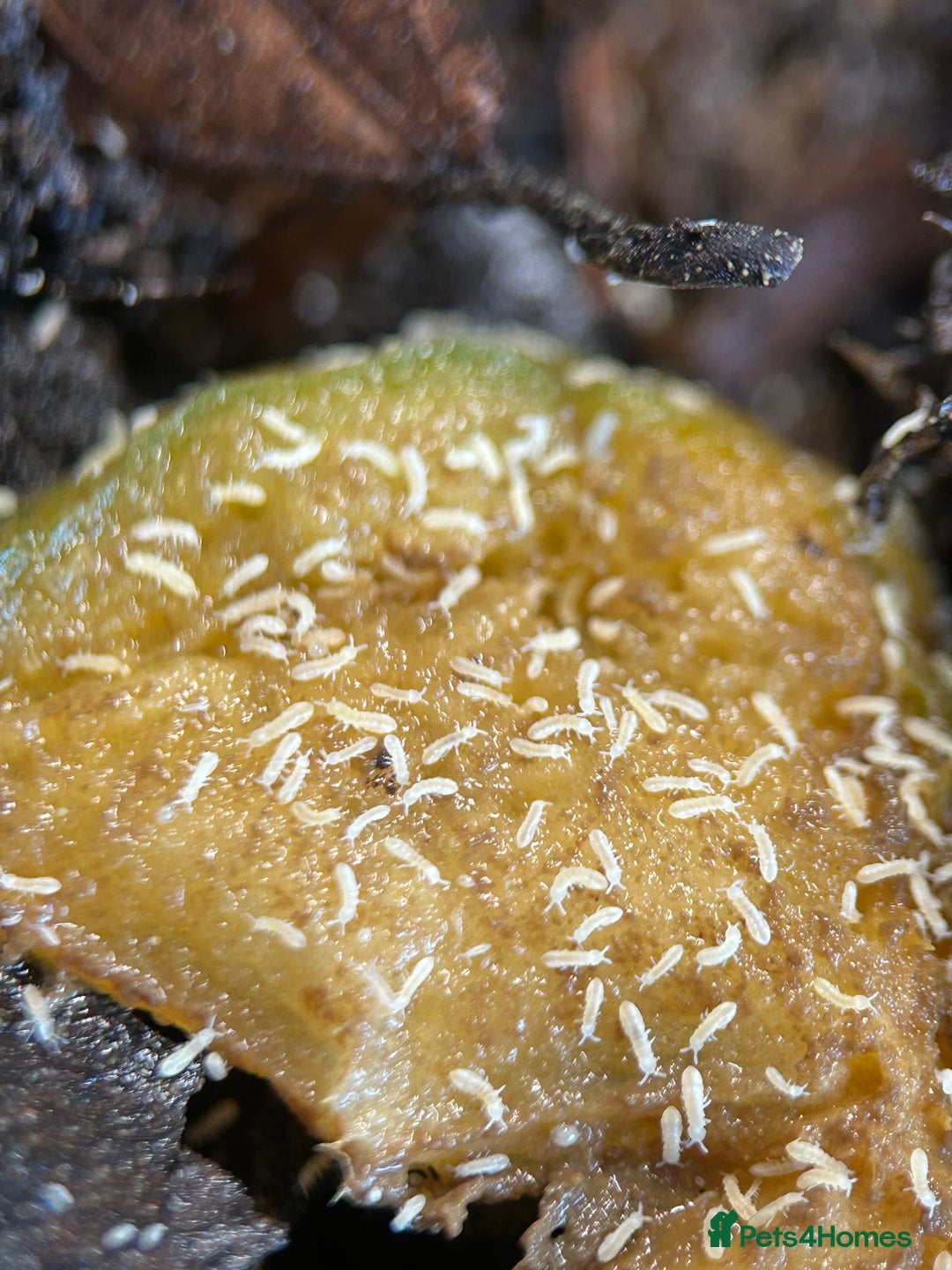 Mixed Breed invertebrates for sale: Isopods, Millipedes & Springtails - Image 18