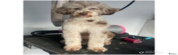 Miniature Poodle dogs for stud: Chocolate Merle phathom miniature poodle for stud in Harpenden - Advert 5