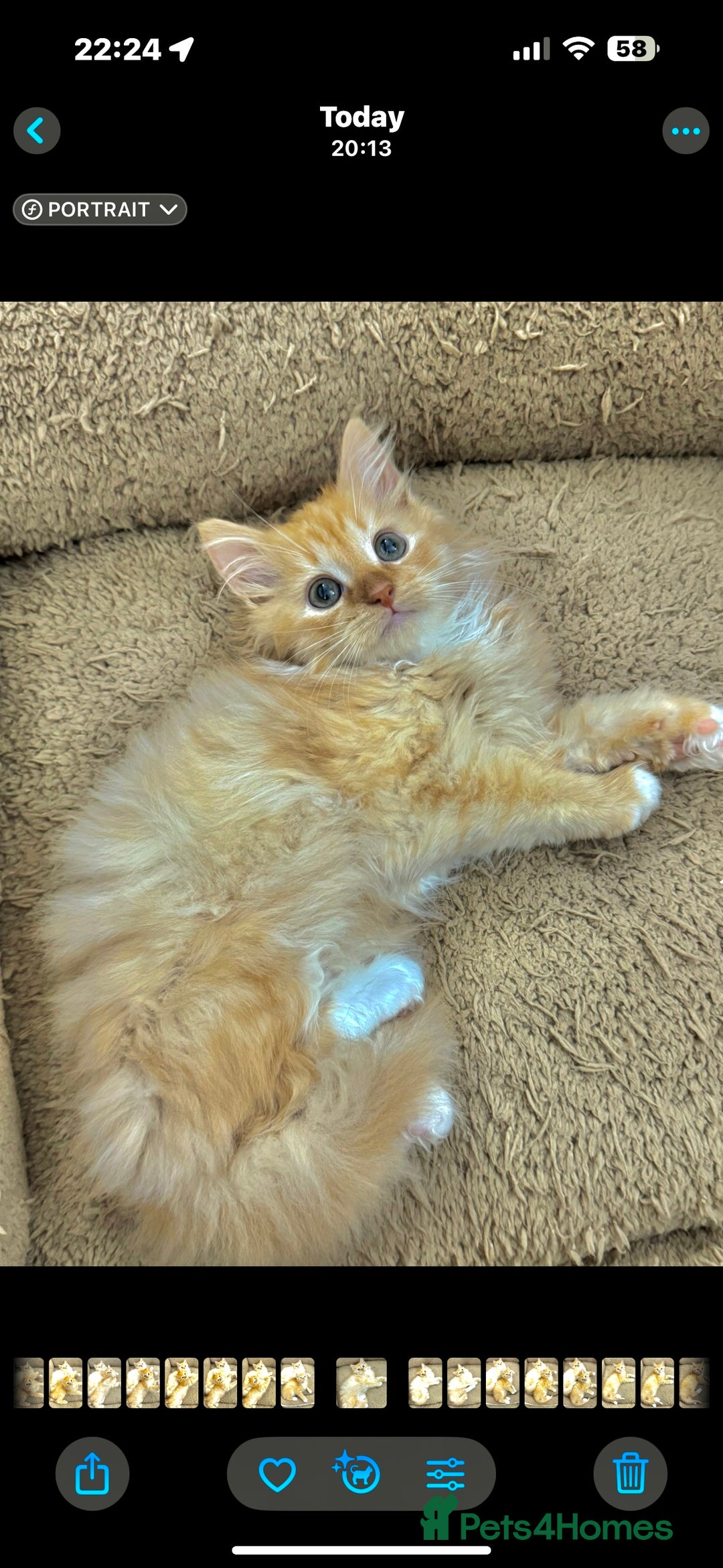 Mixed Breed cats for sale: GORGEOUS SIBERIAN X KITTENS  - Image 18