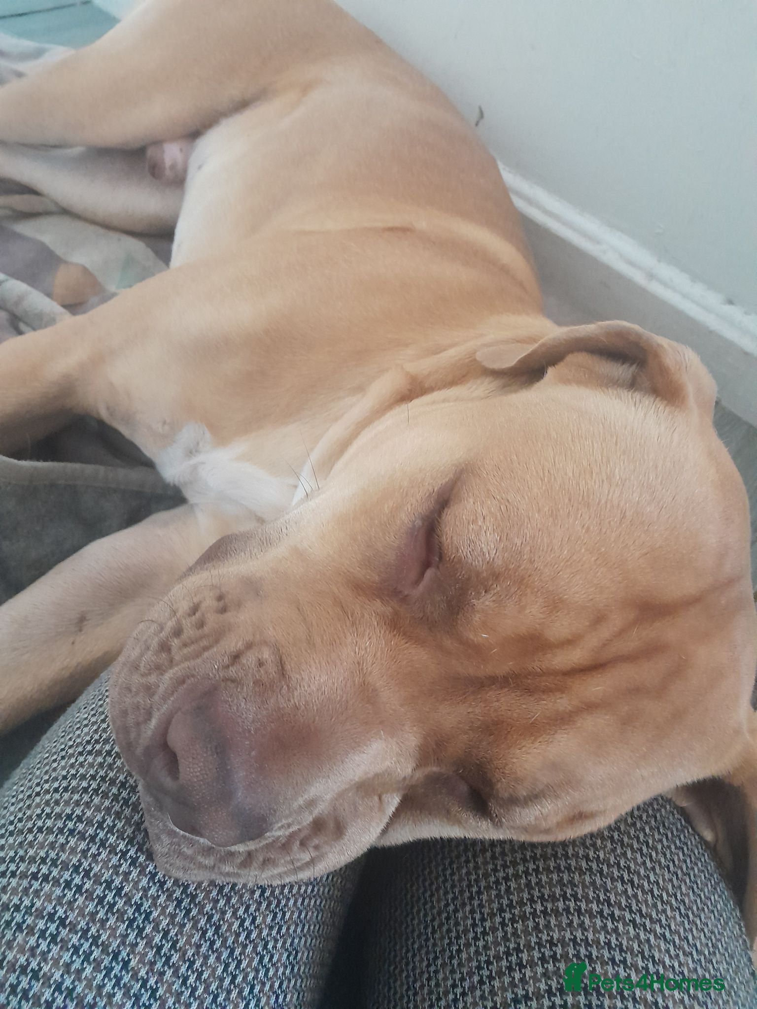 Boxer dogs New Home for dog - Advert 13