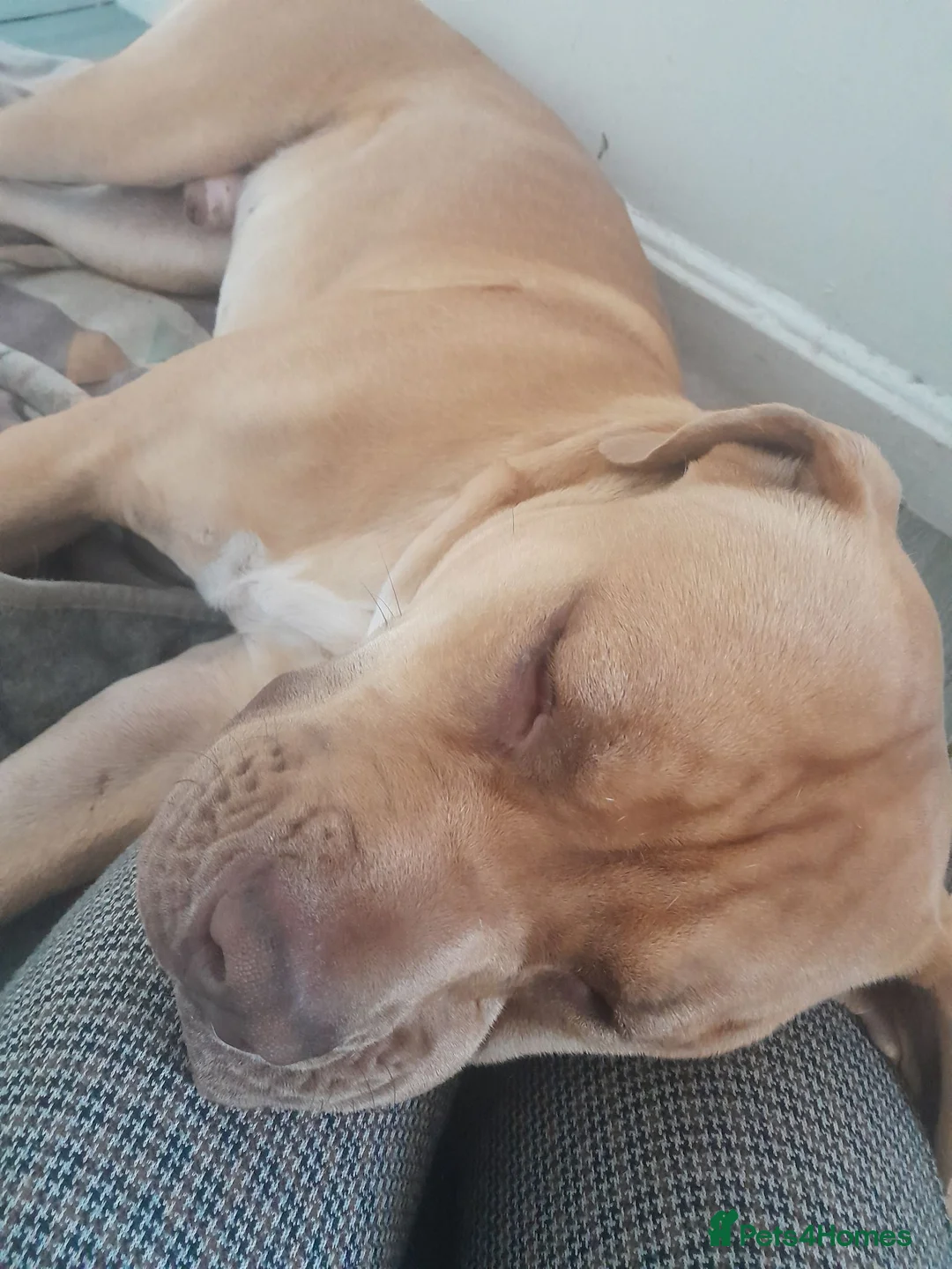 Boxer dogs for sale: New Home for dog in Stockport - Advert 1