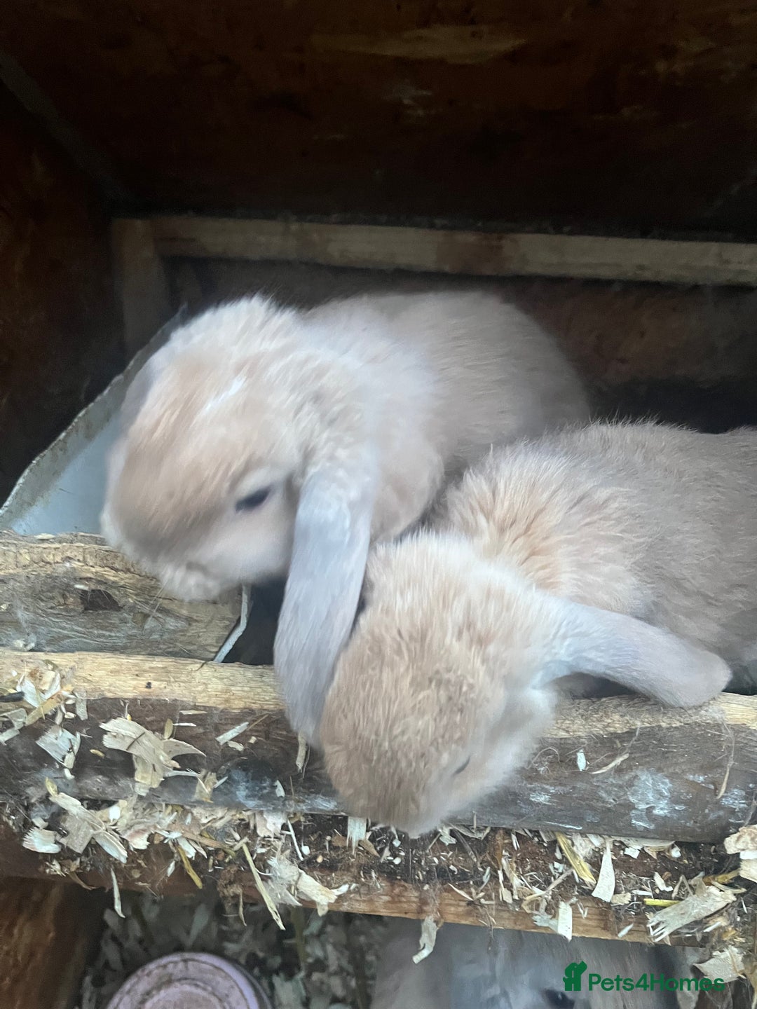 Mini Lop rabbits for sale: Mini lops for sale  - Advert 3