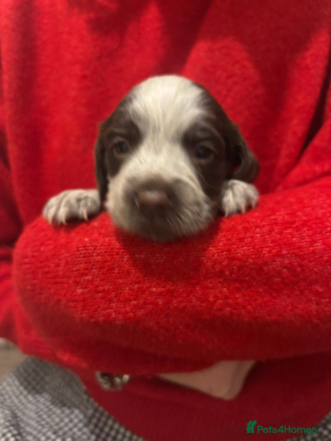 Cocker Spaniel dogs for sale: Litter of Cocker Spaniels ready for New Year - Advert 13