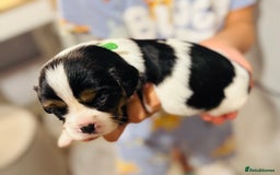 Cavalier King Charles Spaniel dogs for sale: 🐶 Beautiful Cavalier King Charles Puppies - Image 13