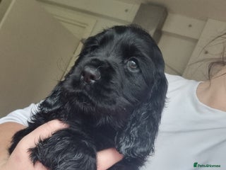 Cocker Spaniel dogs Gorgeous show type cocker spaniel puppies - Advert 13