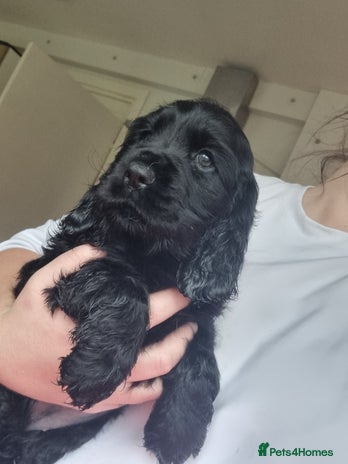 Cocker Spaniel dogs Gorgeous show type cocker spaniel puppies - Advert 2