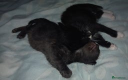 Mixed Breed cats for sale: 4 Beautiful Kittens - Image 3