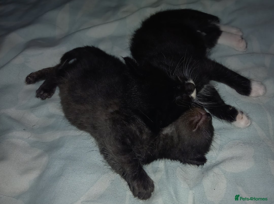 Mixed Breed cats for sale: 4 Beautiful Kittens - Image 3