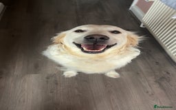 Golden Retriever dogs for sale: Gorgeous Golden Retriever Puppies - Image 12