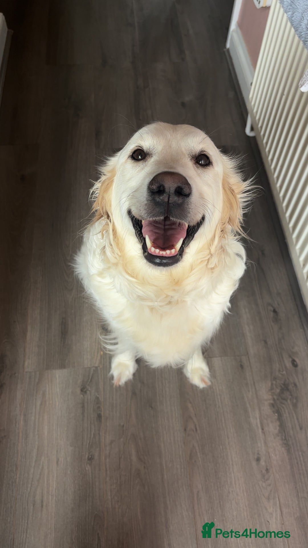 Golden Retriever dogs for sale: Gorgeous Golden Retriever Puppies - Image 12