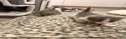 Mixed Breed cats for sale: Beautiful White and grey tabby kittens for sale  in Hailsham - Advert 7