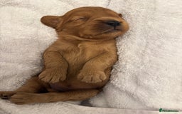 Cavapoo dogs for sale: Extensively health tested F1 Cavapoos  - Image 5
