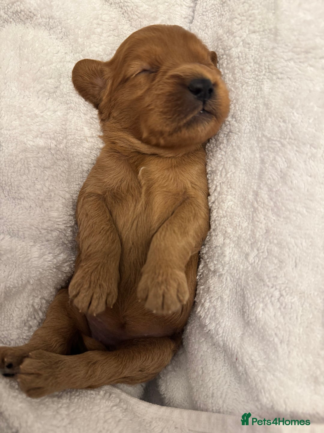 Cavapoo dogs for sale: Extensively health tested F1 Cavapoos  - Image 5