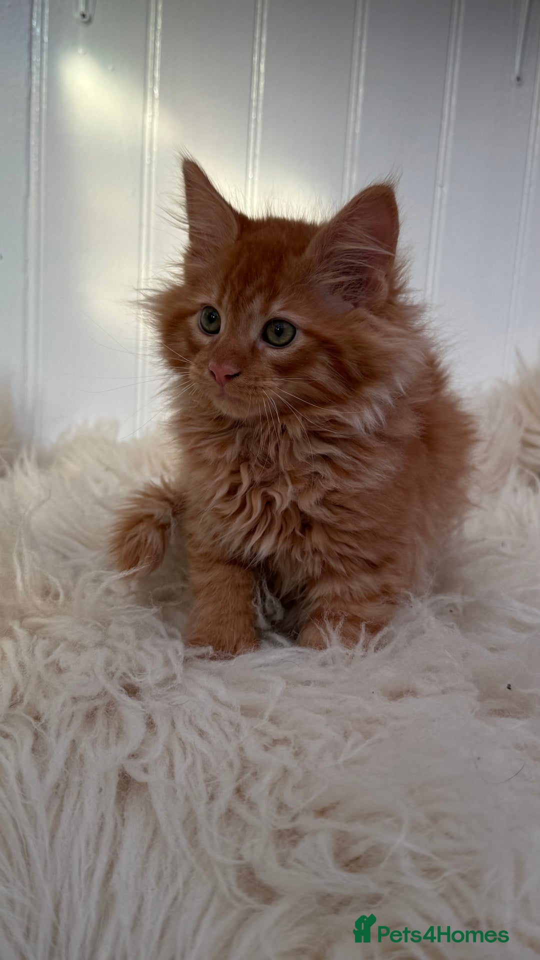 Maine Coon cats for sale: Last Two Gccf Maine Coons Boys Available - Advert 3