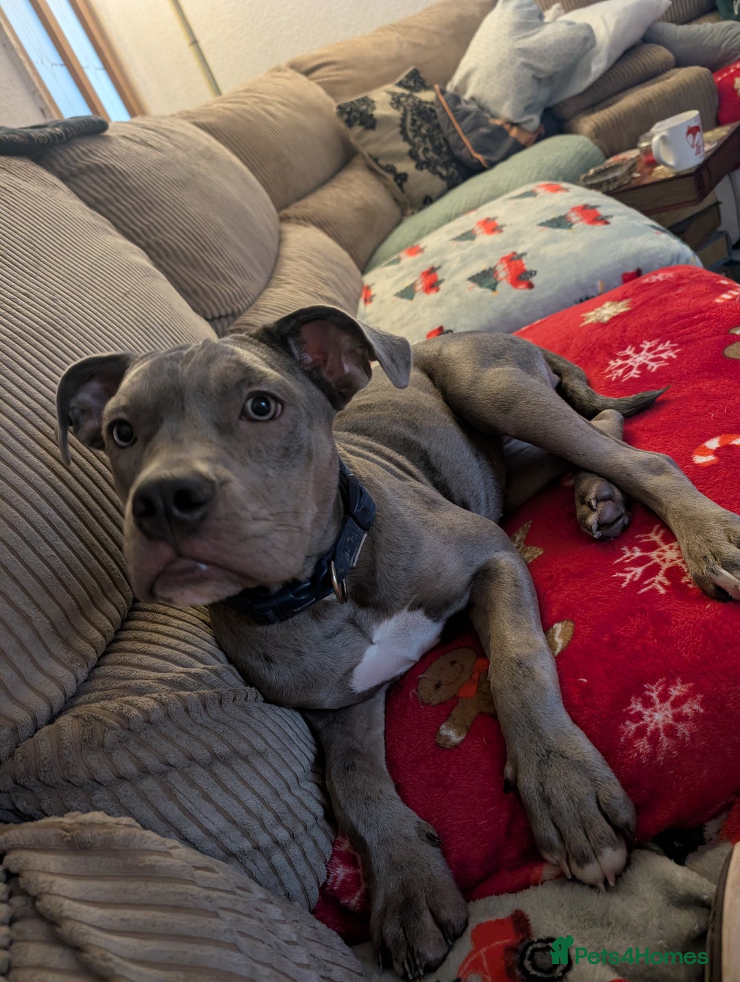 Olde English Bulldogge dogs for sale: Bruce, Hilda & Dakota offers welcome. - Advert 8