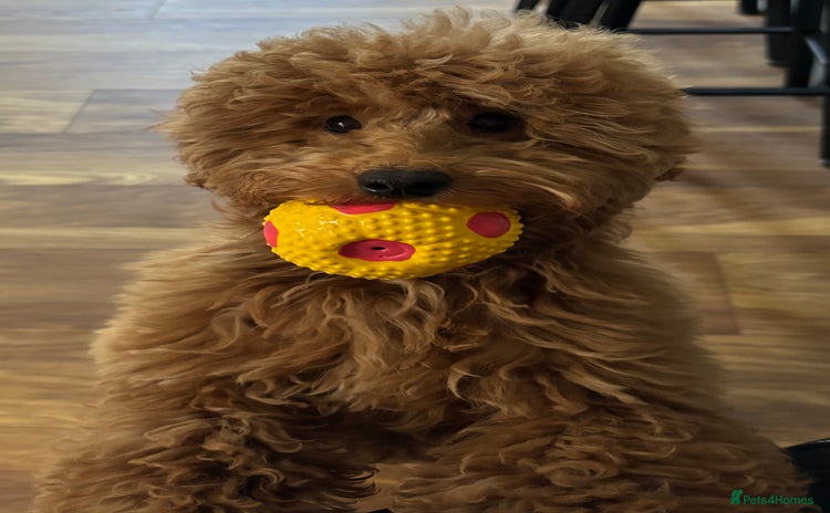 Miniature Poodle dogs - Advert 6