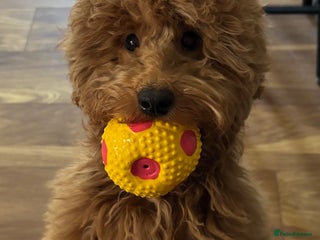 Miniature Poodle dogs - Advert 27