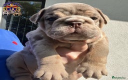 English Bulldog dogs for sale: QUALITY ENGLISH BULLDOG PUPPIES - Image 3