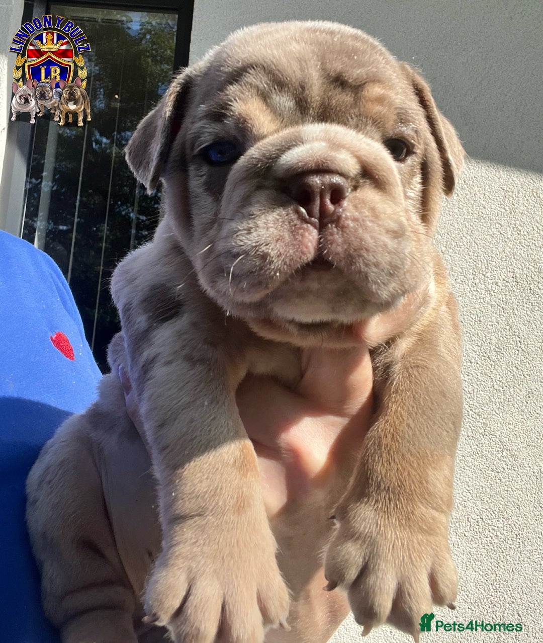 English Bulldog dogs for sale: QUALITY ENGLISH BULLDOG PUPPIES - Image 3