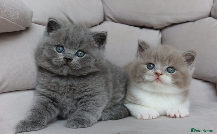 British Shorthair cats - Advert 3