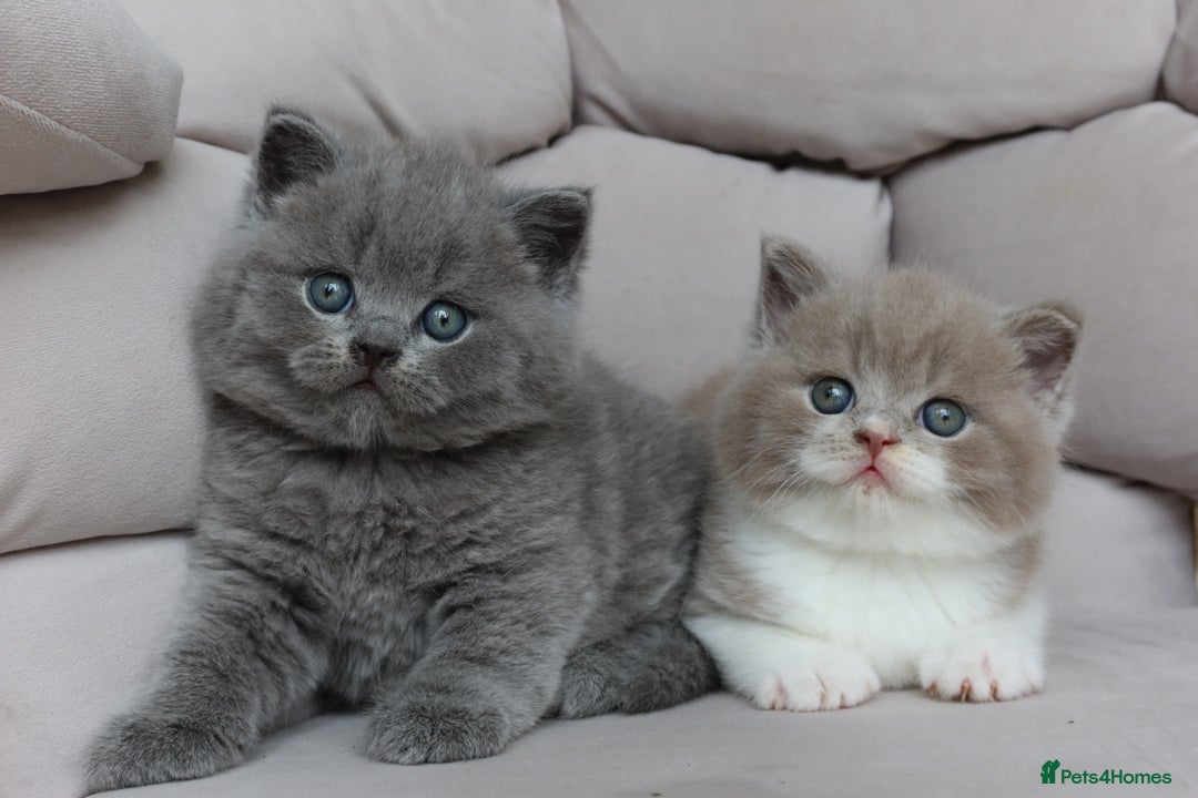 British Shorthair cats for sale: Stunning British shorthair available last girl  - Image 1