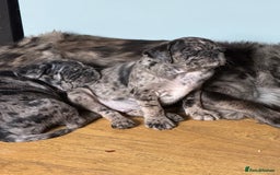 Pug dogs for sale: Merle pug puppies  - Image 12