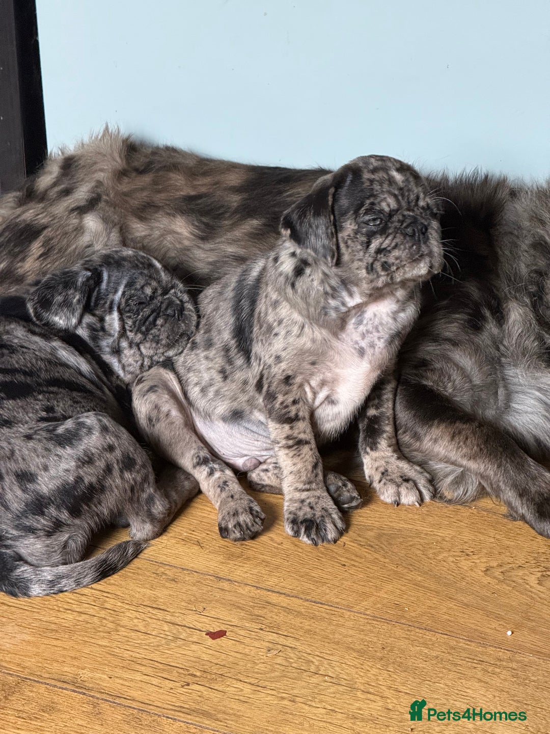 Pug dogs for sale: Merle pug puppies  - Image 12
