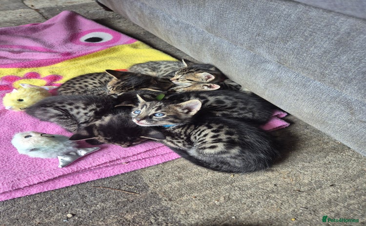 Savannah cats - Advert 3