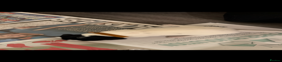 Brown collar ( Girl) 