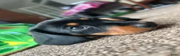 Miniature Dachshund dogs for sale: 🐾 MINIATURE DACHSHUND PUPPIES SHORT HAIRED - Advert 3