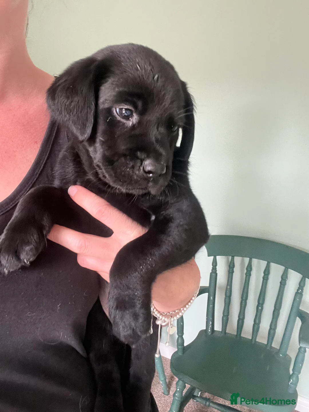Labrador Retriever dogs for sale: 2 gorgeous black boys available  - Advert 2