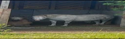 Welsh Section A horses for sale: Fortrose clementine  - Advert 3