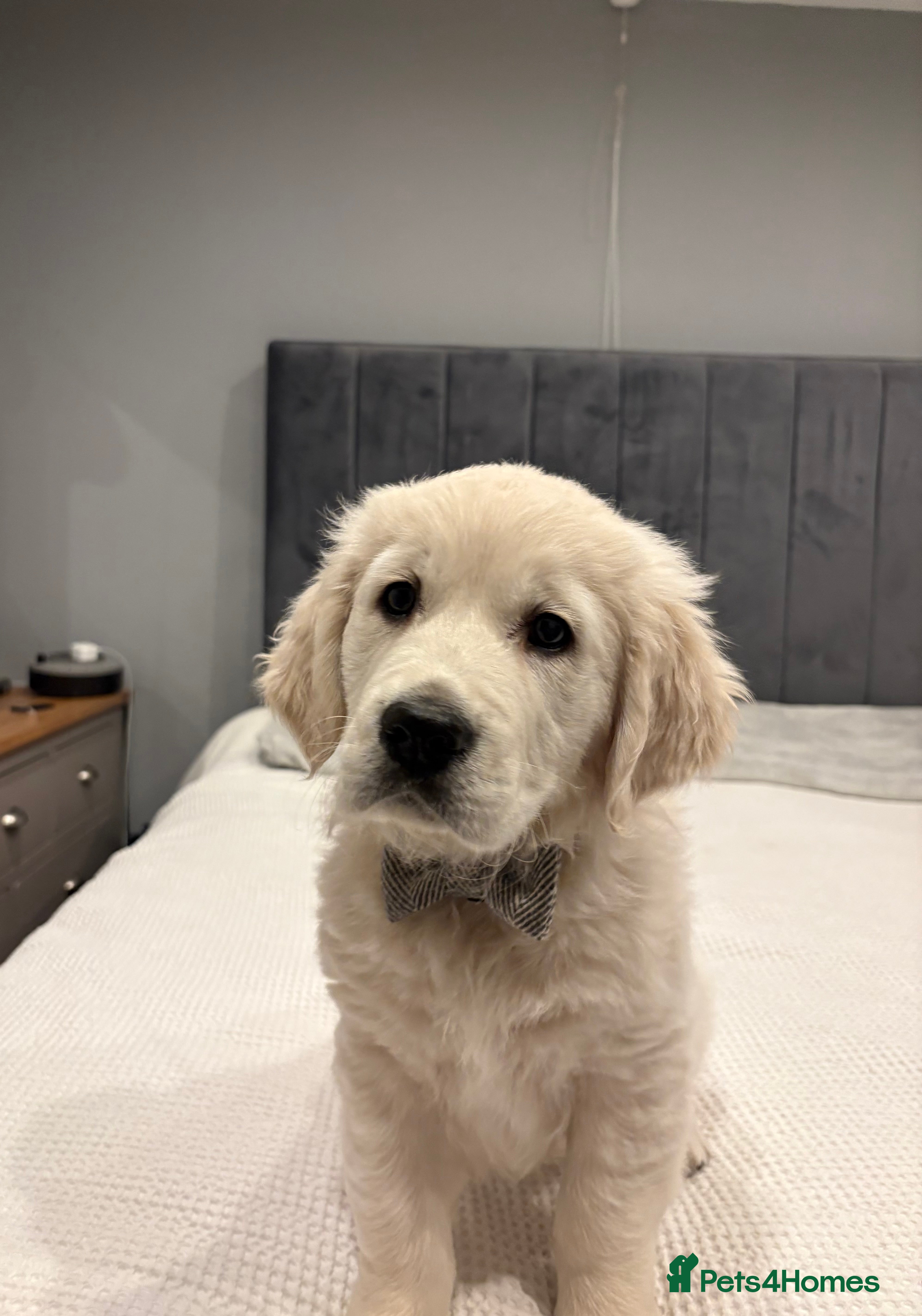 Golden Retriever dogs KC registered Golden retriever boy puppy - Advert 10