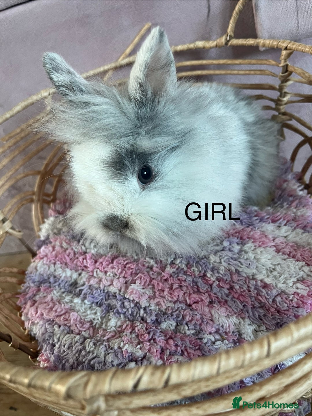 Lionhead rabbits for sale: 2 BOY LIONHEAD RABBITS READY NOW - Advert 8