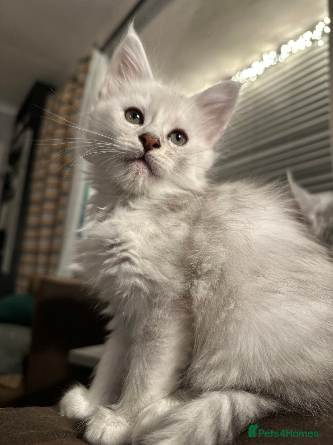 Maine Coon cats for sale: TICA PEDIGREE MAINE COON SHADED KITTENS AVAILABLE - Advert 10