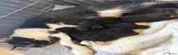Mixed Breed cats for sale: 5 kittens  - Advert 13