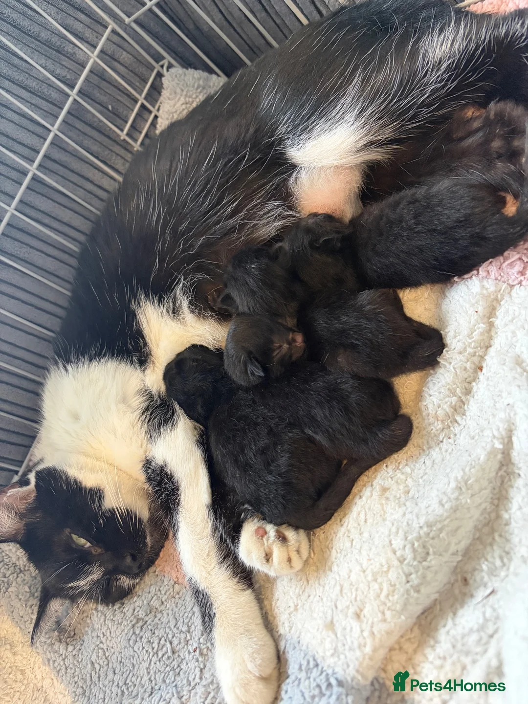 Mixed Breed cats for sale: 5 kittens  - Advert 13