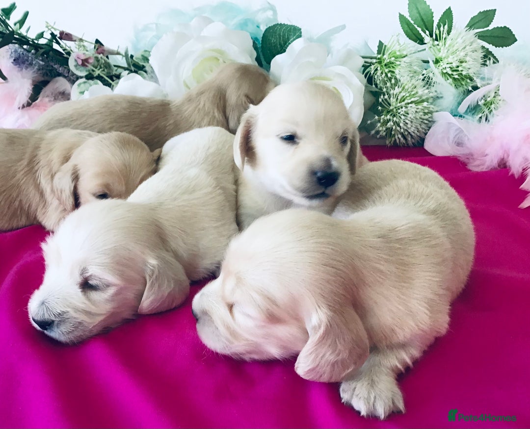Miniature Dachshund dogs for sale: K.C Registered L/H Dachshund  - Image 7